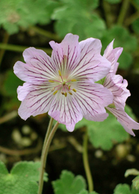 Geranium renardii 'Tschelda'